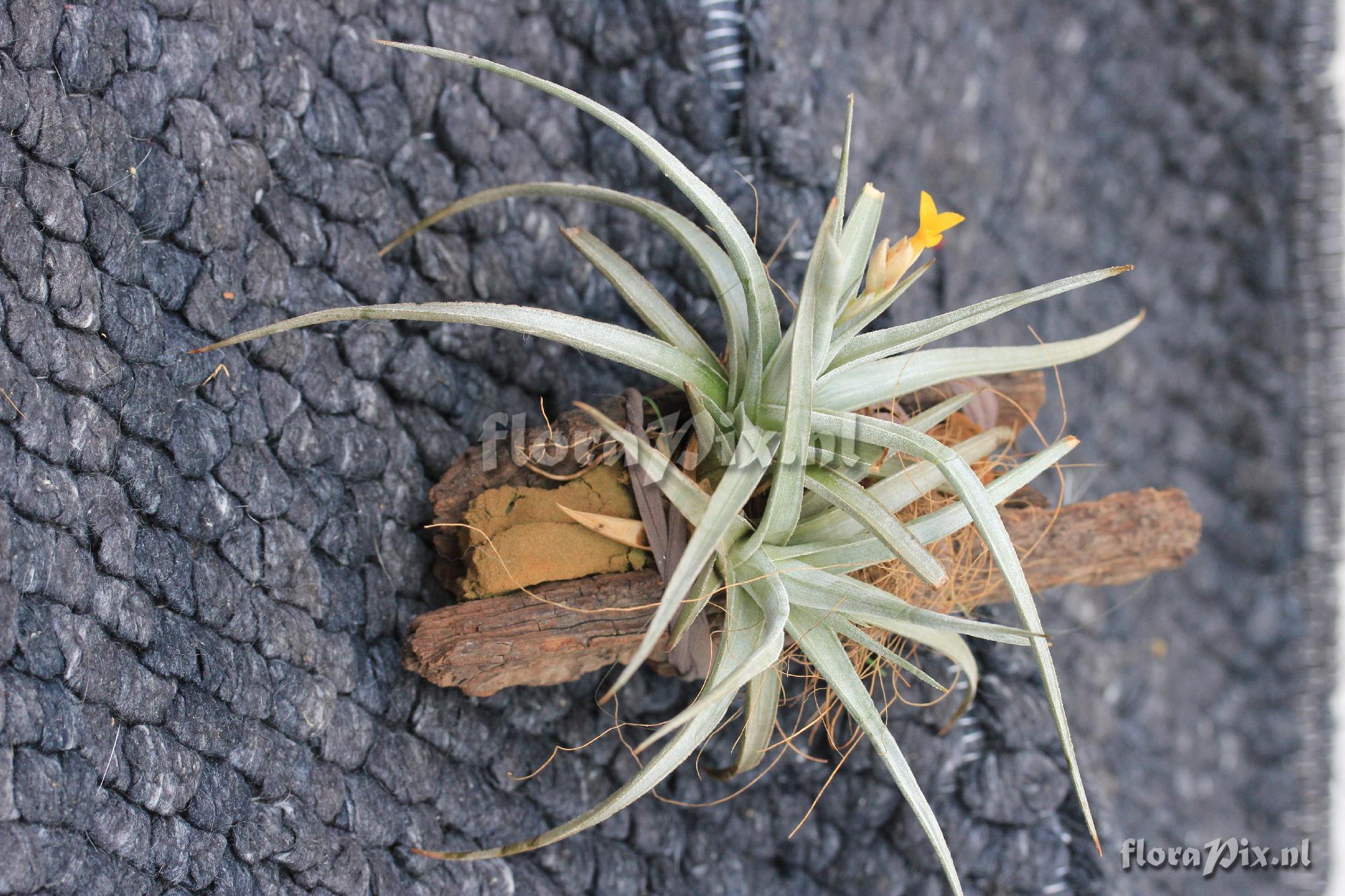 Tillandsia ixioides