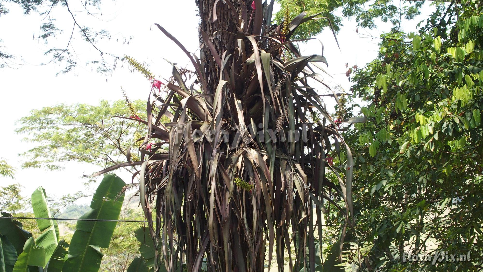 Aechmea tocantina