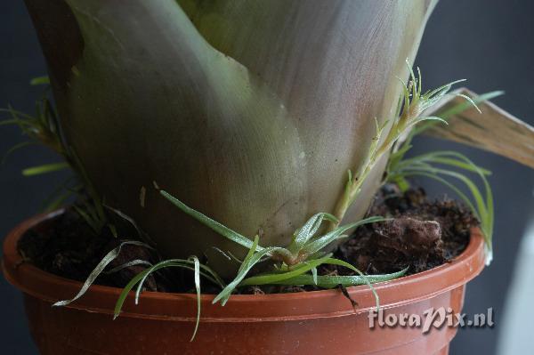 Tillandsia viridiflora