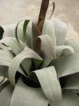 Vriesea brassicoides