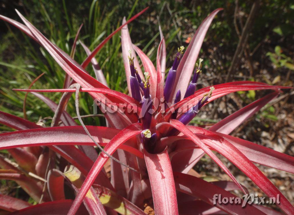 Tillandsia capitata