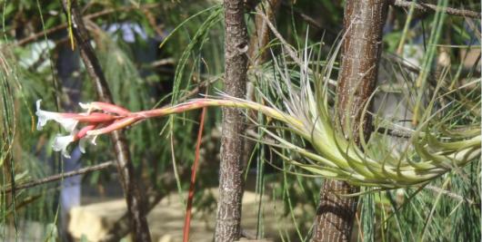 Tillandsia araujei (or tenuifolia form)