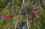 Tillandsia tenuifolia (Nigra)