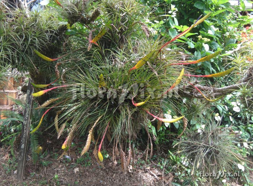 Tillandsia tricolor (add a larger image)