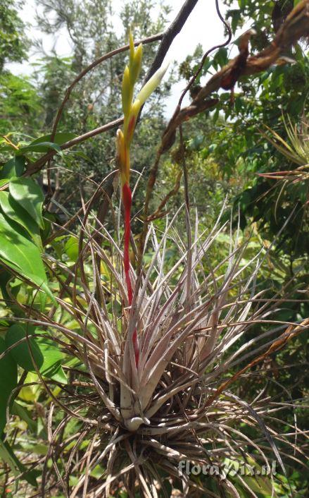 Tillandsia karwinskyana  