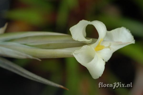 Tillandsia xiphioides var. lutea