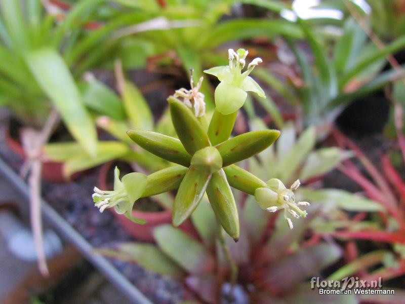 Guzmania patula?