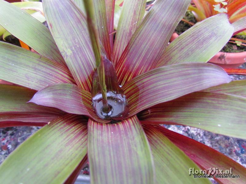 Guzmania patula?