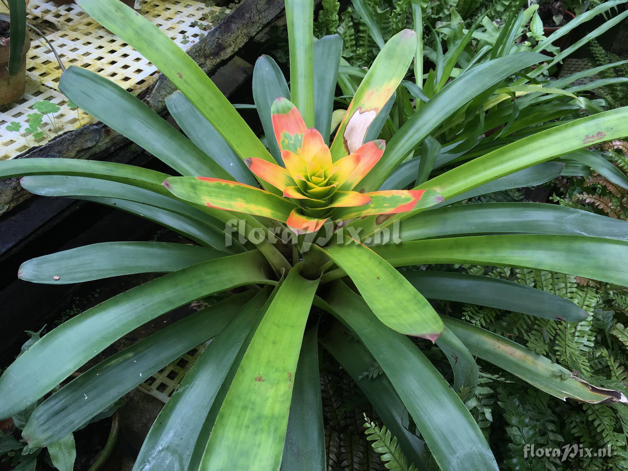 Guzmania squarrosa