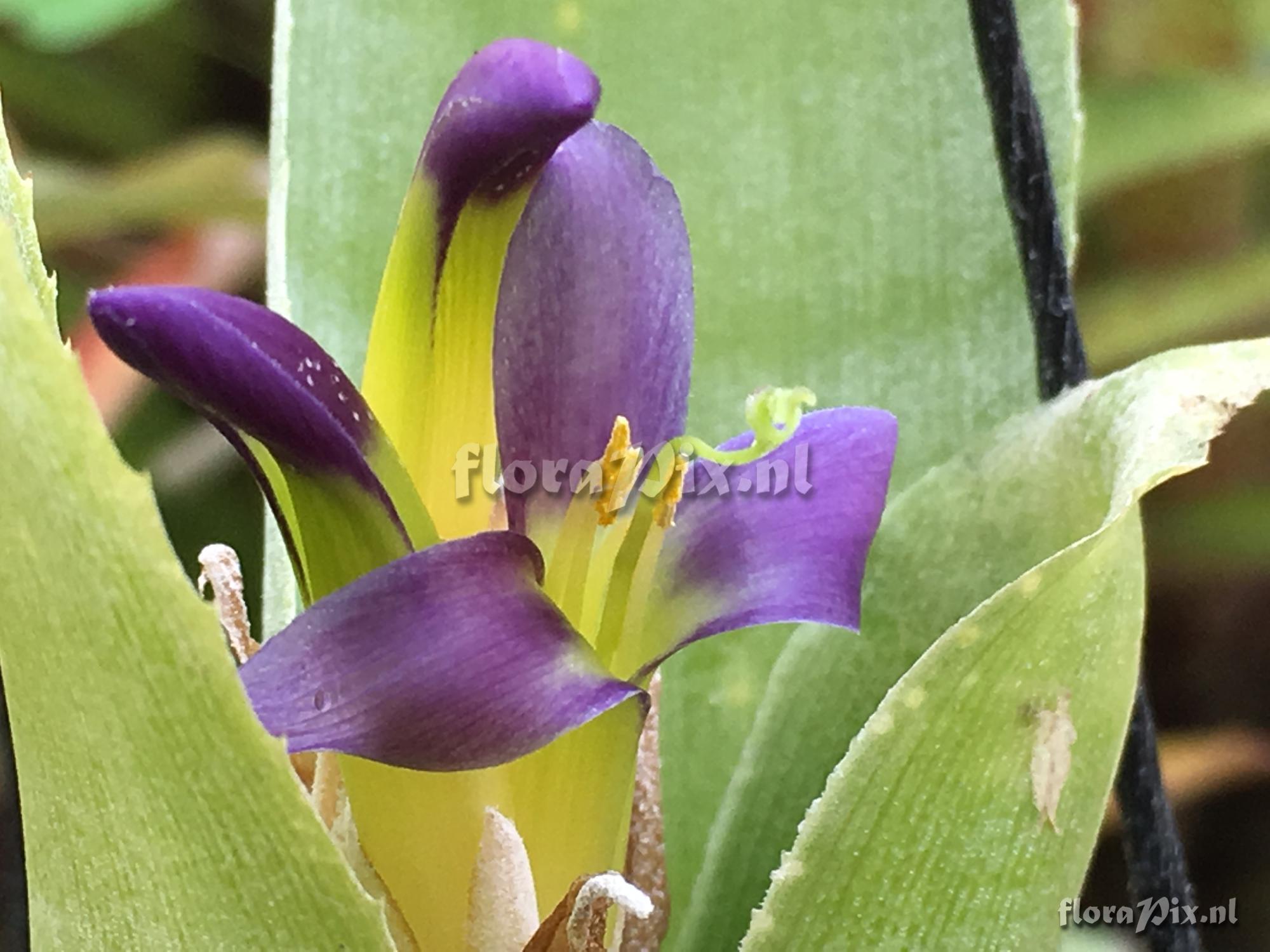 Billbergia euphemiae