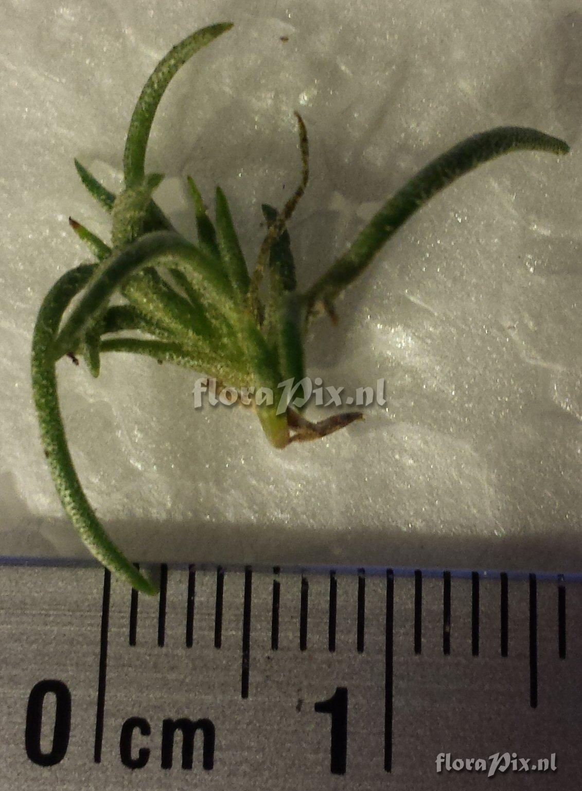 Tillandsia capillaris "var. holgerii"