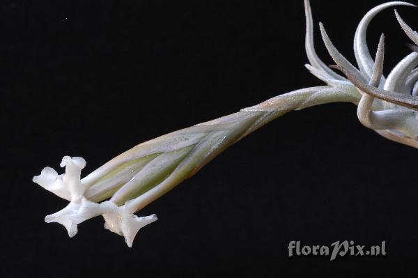 Tillandsia xiphioides var. tafiensis