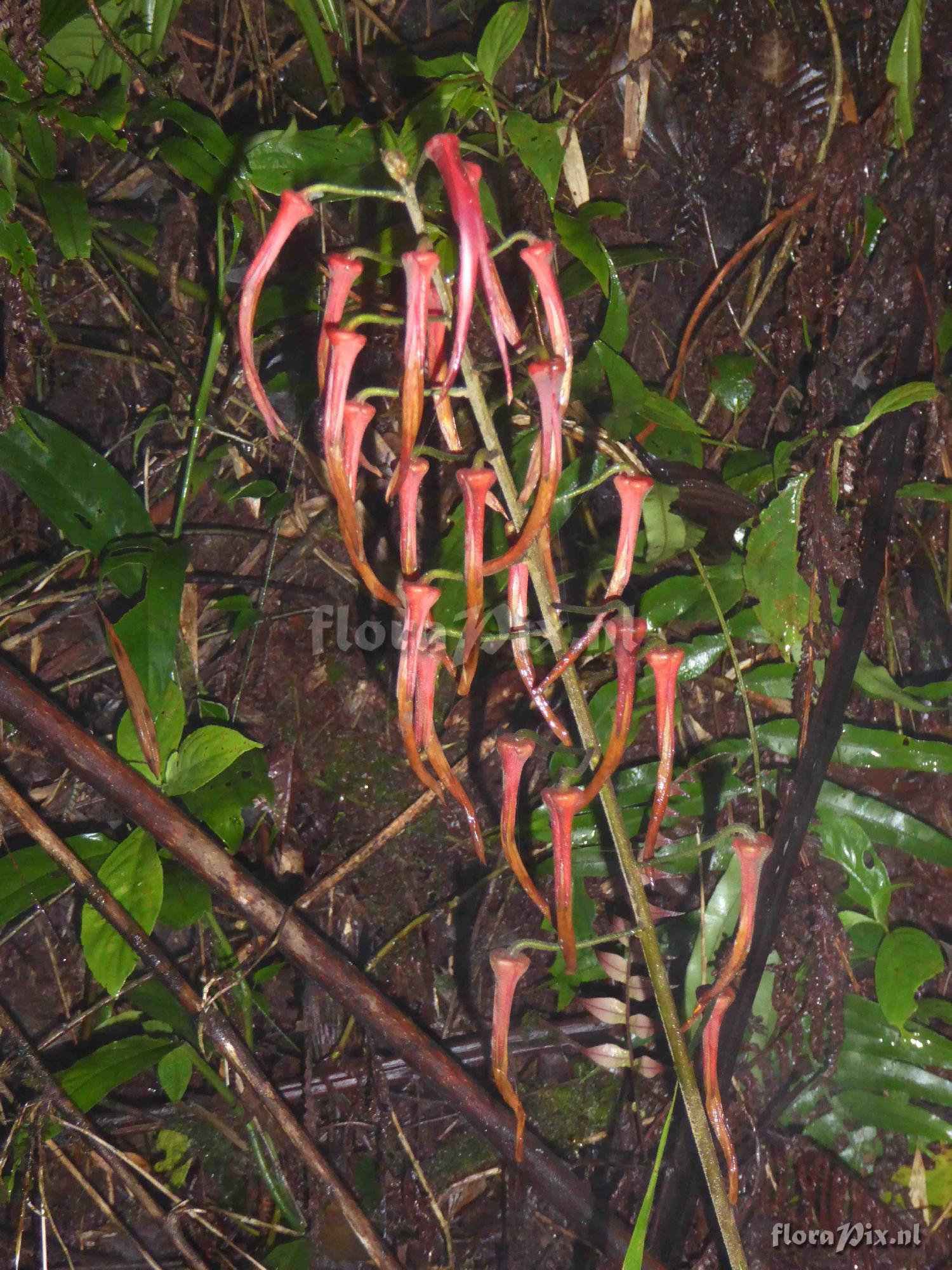 Pitcairnia kressii