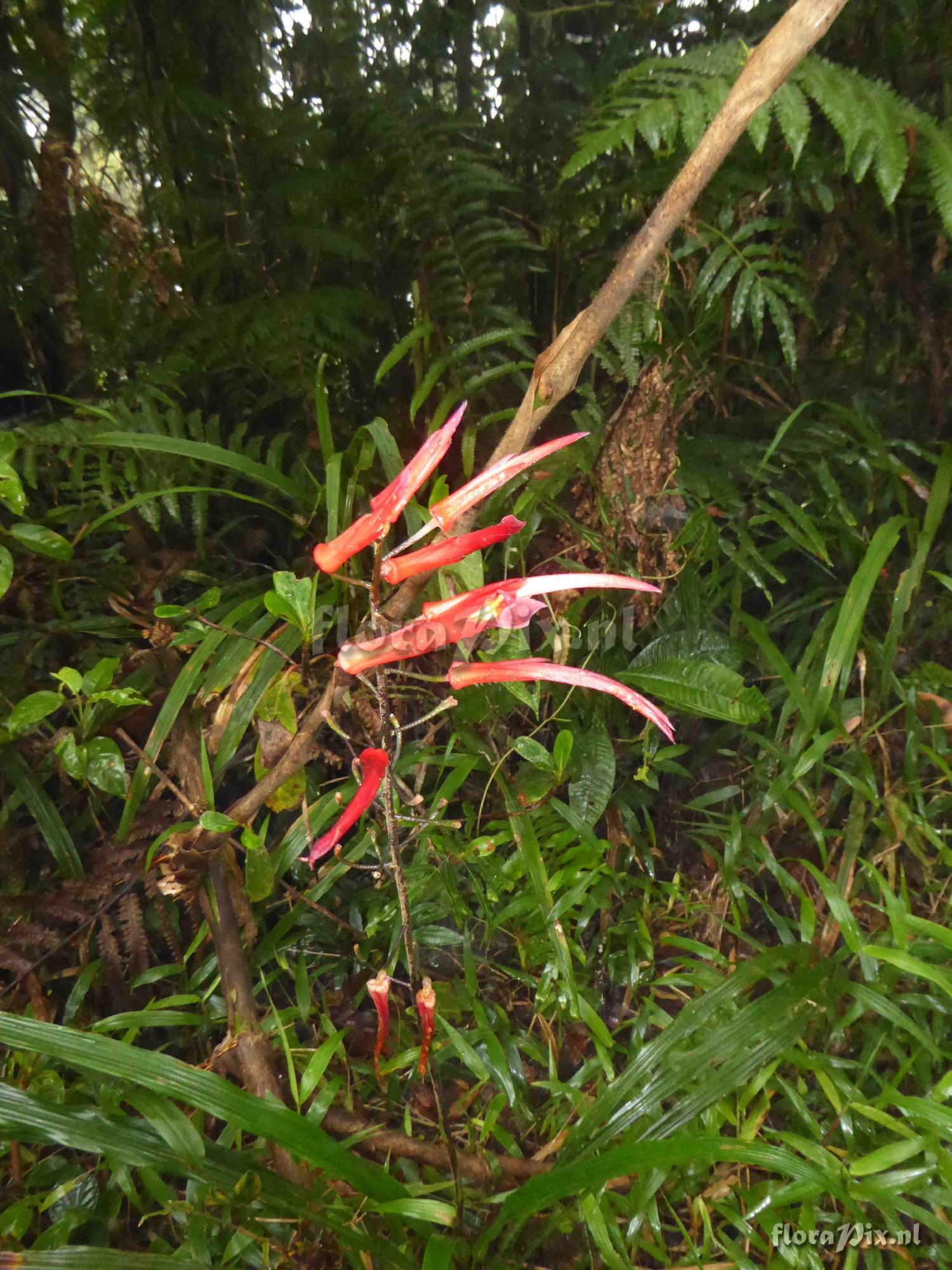 Pitcairnia kressii