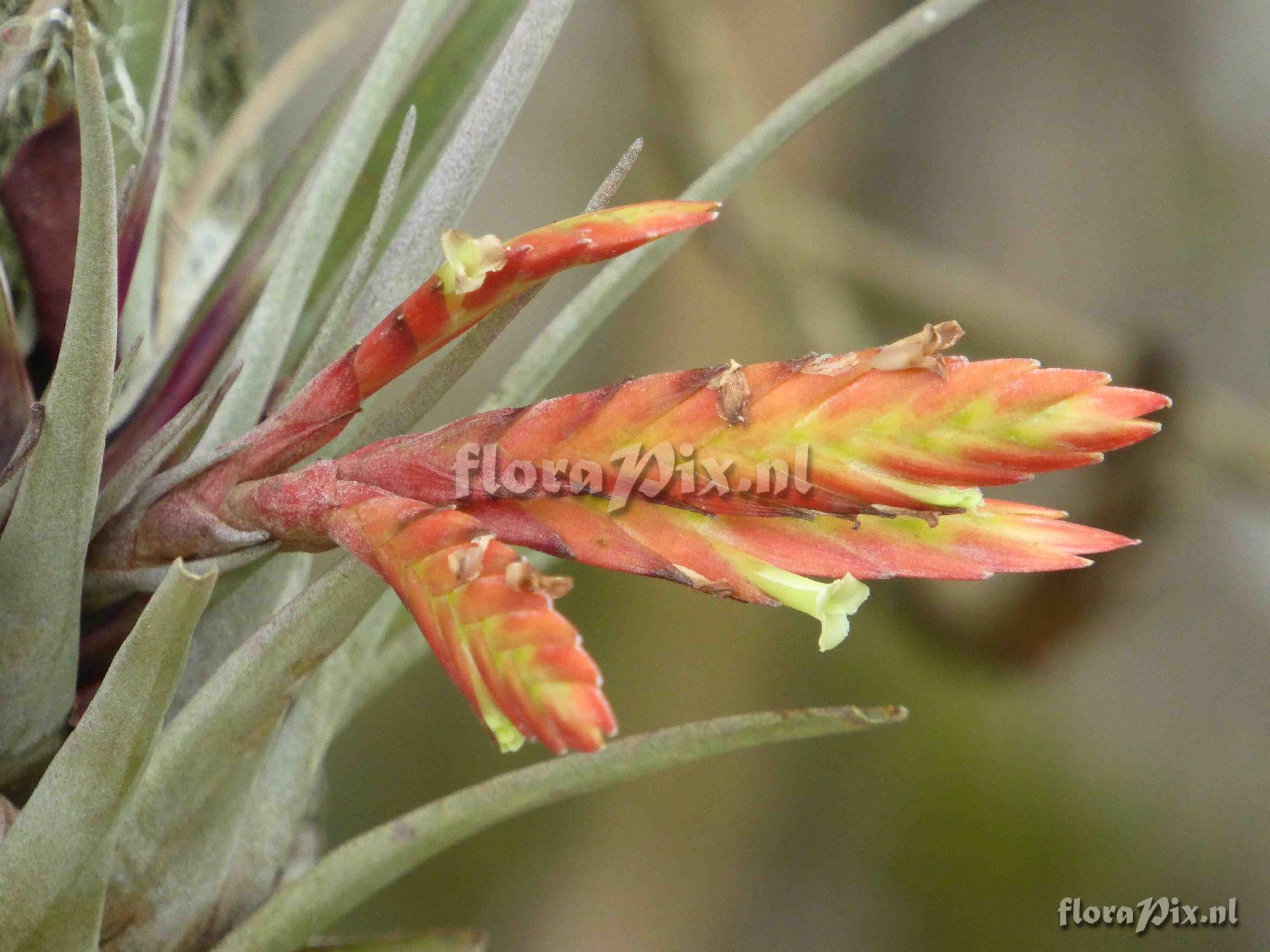 Tillandsia chontalensis