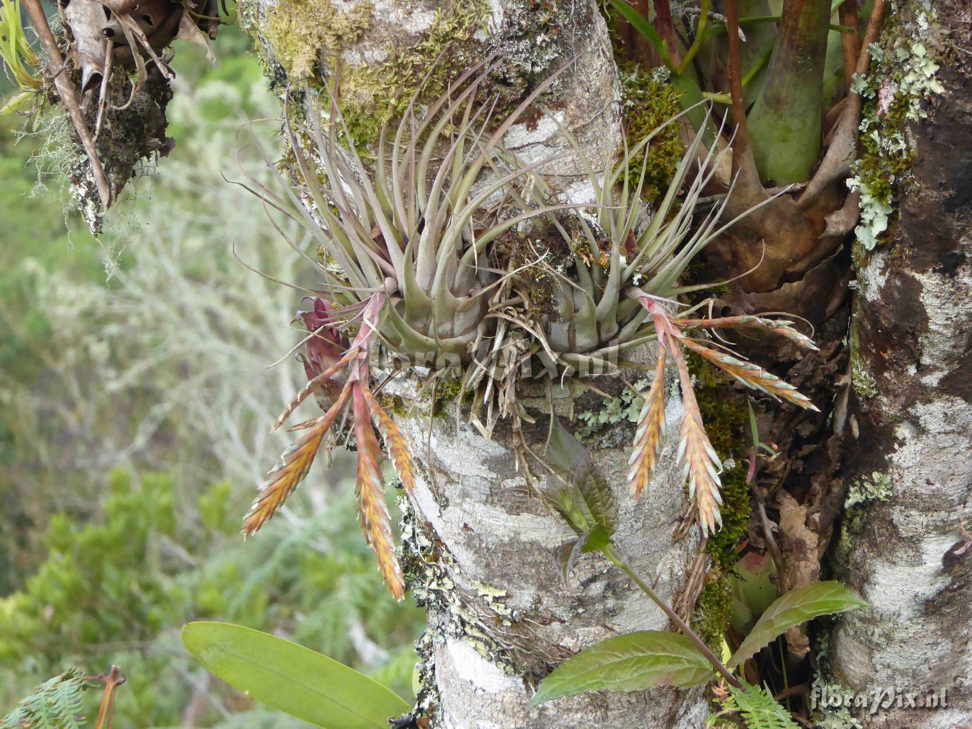 Tillandsia chontalensis