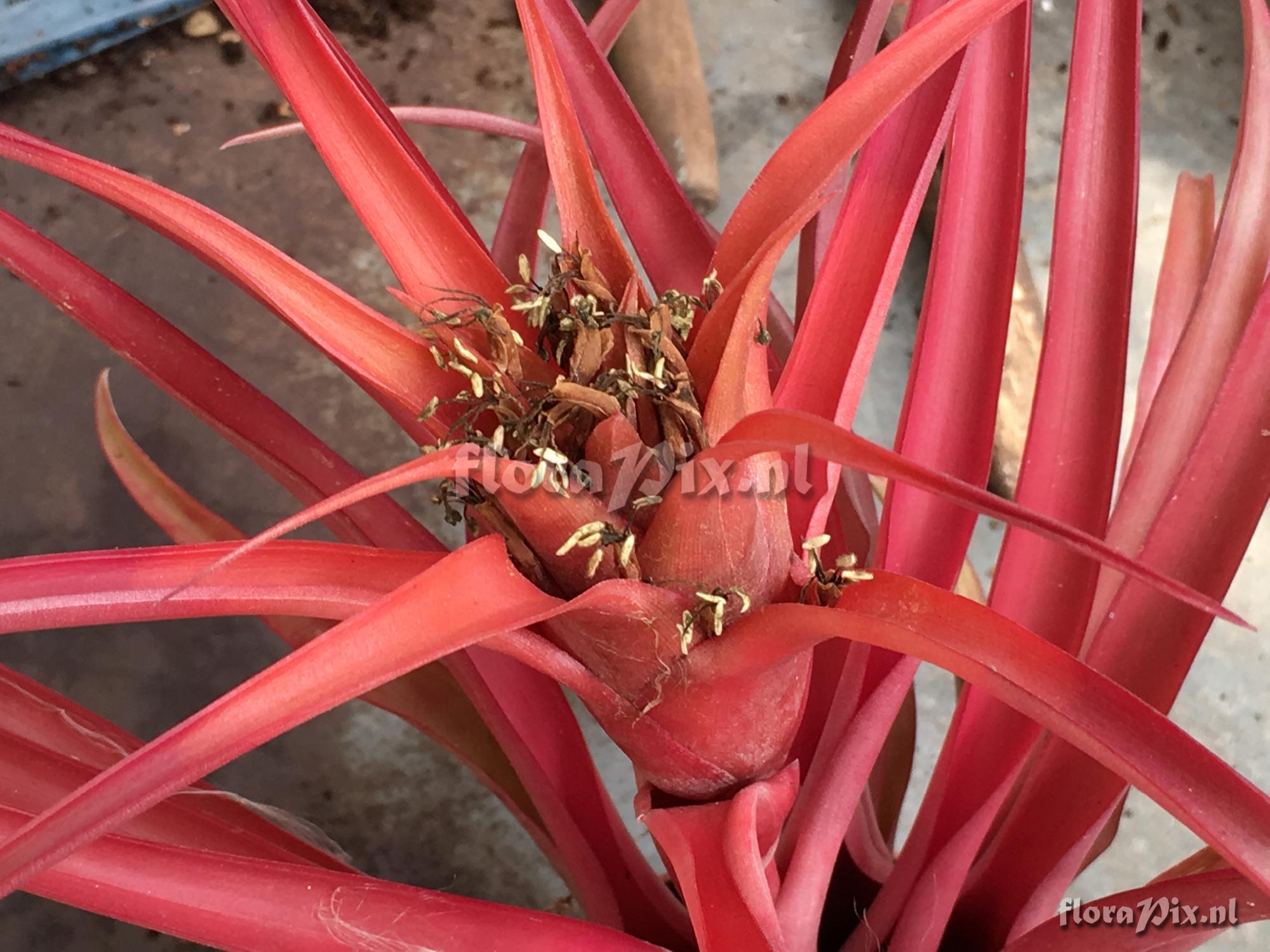 Tillandsia capitata