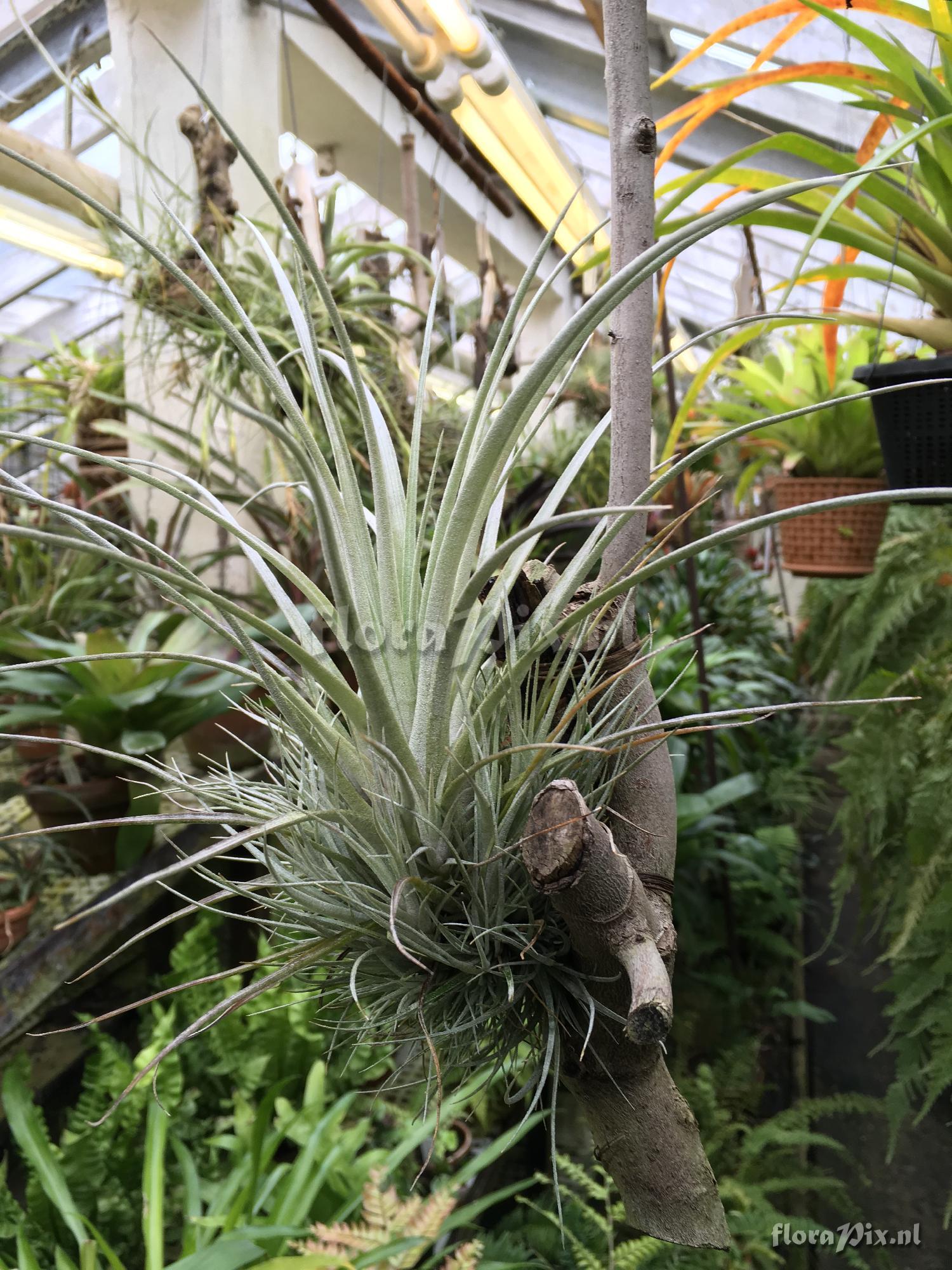 Tillandsia species