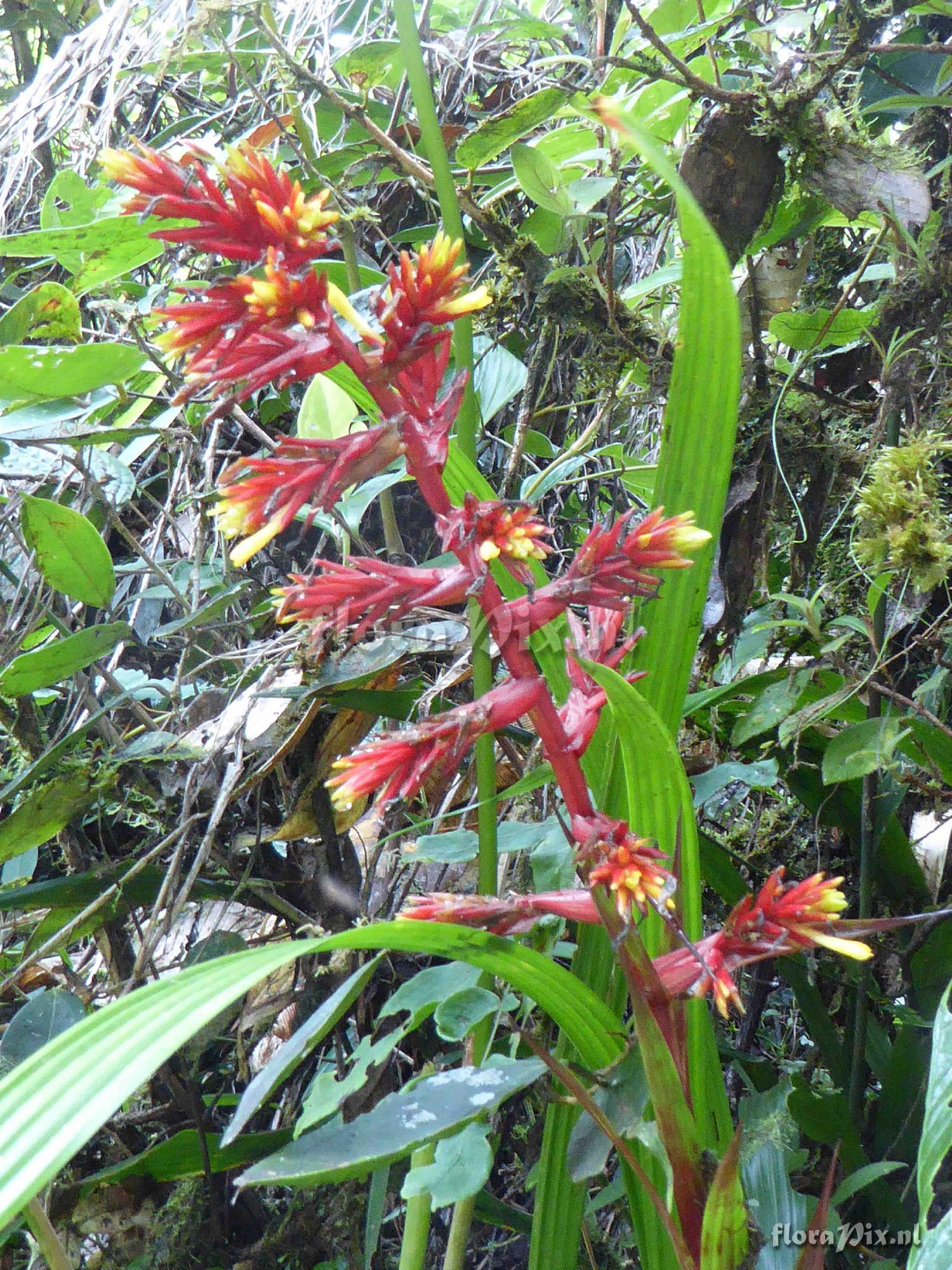 Guzmania plicatifolia