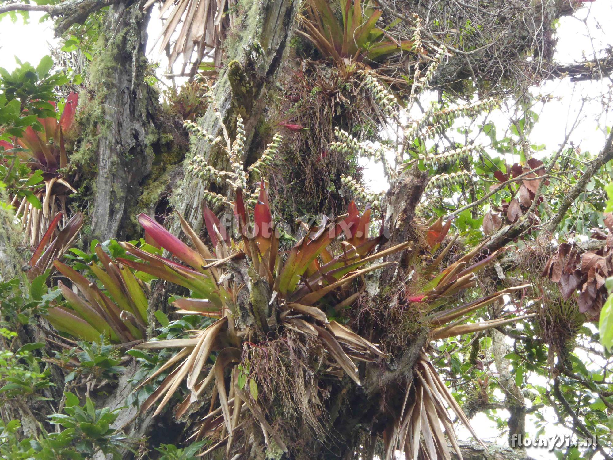 Werauhia sp. ?