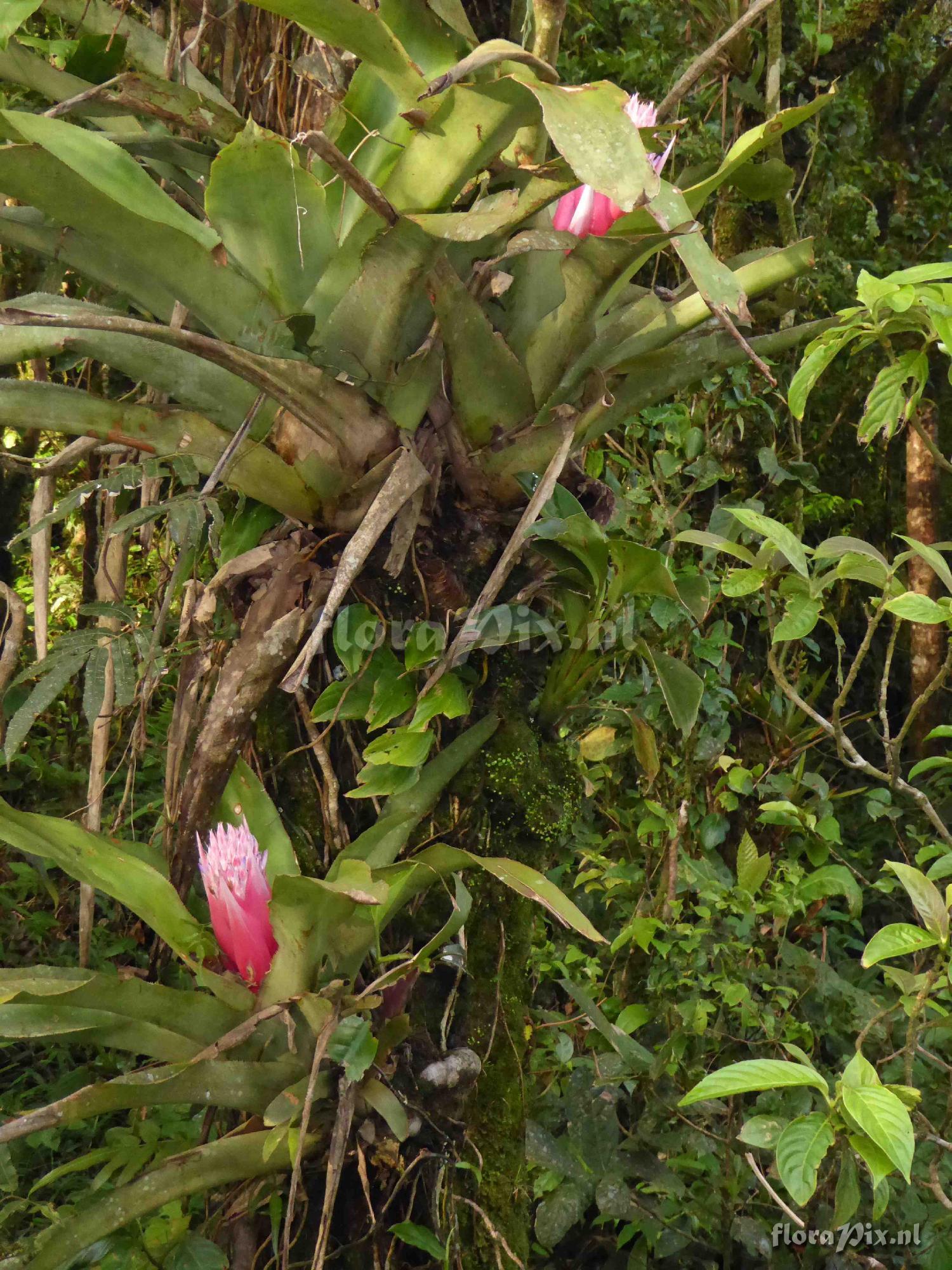 Aechmea sp. ?