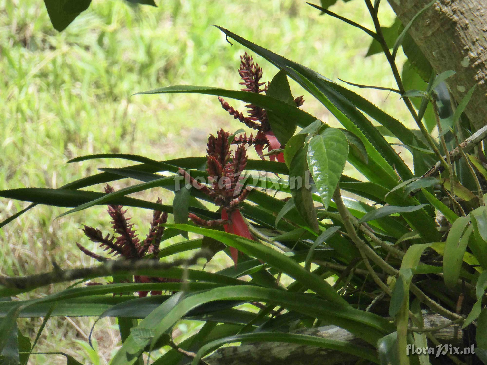 Aechmea tillandsioides