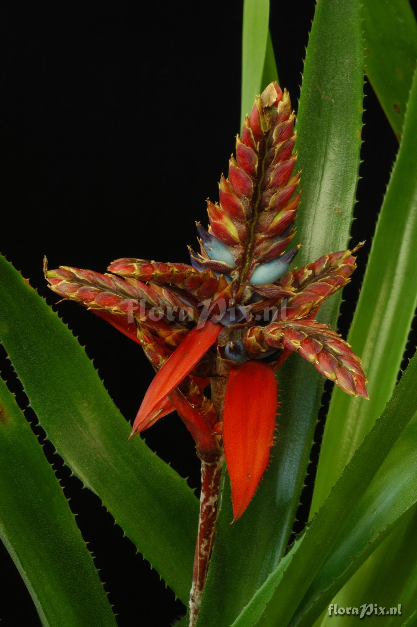 Aechmea tillandsioides 