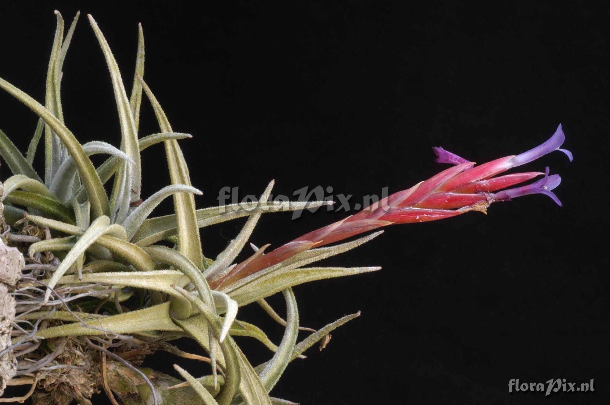 Tillandsia zecheri 