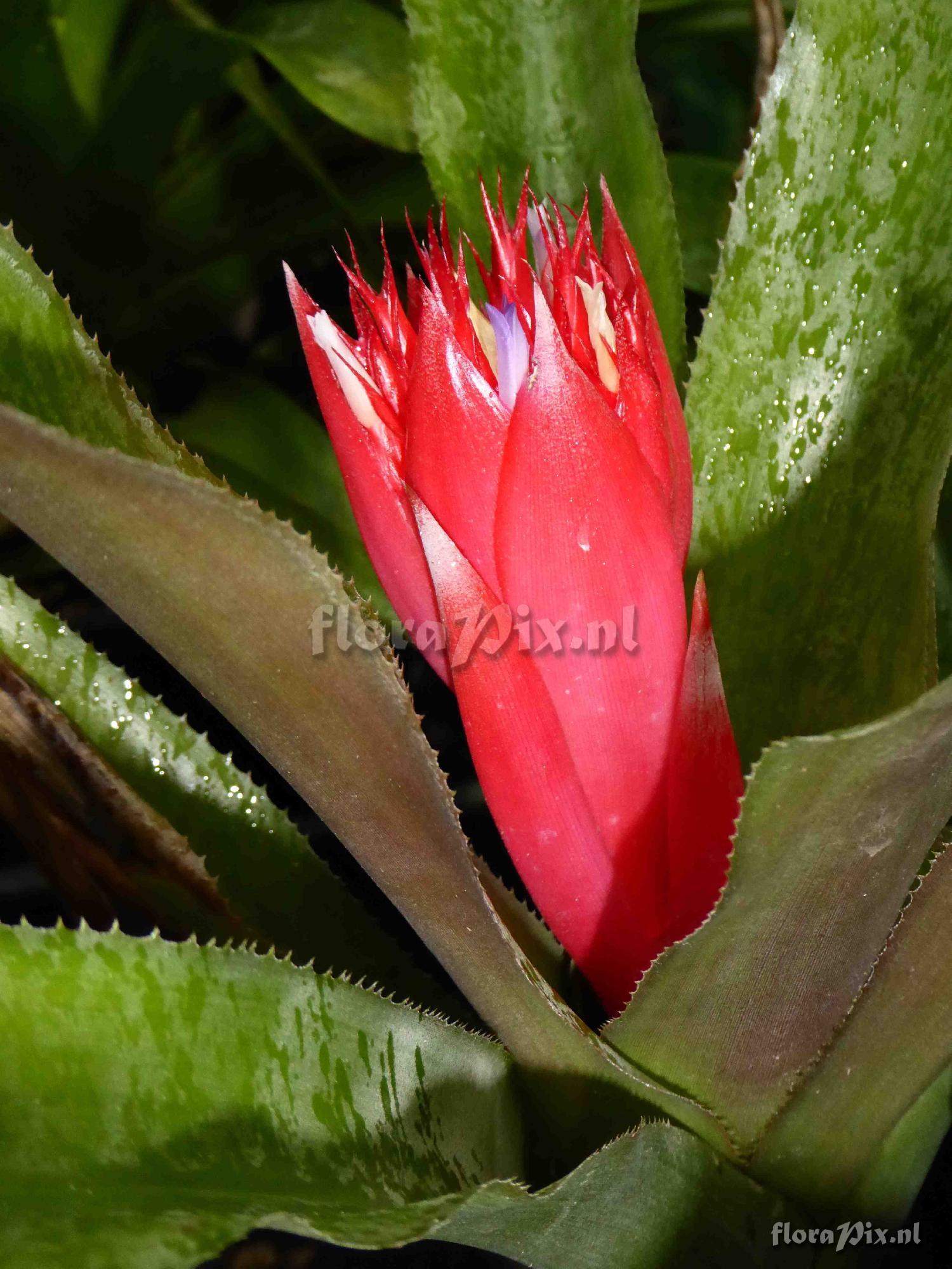 Aechmea allenii