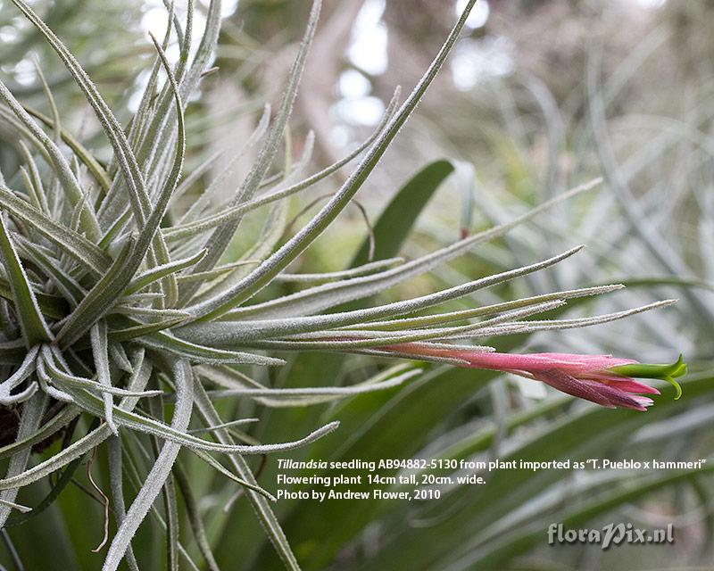 Tillandsia tortilis 