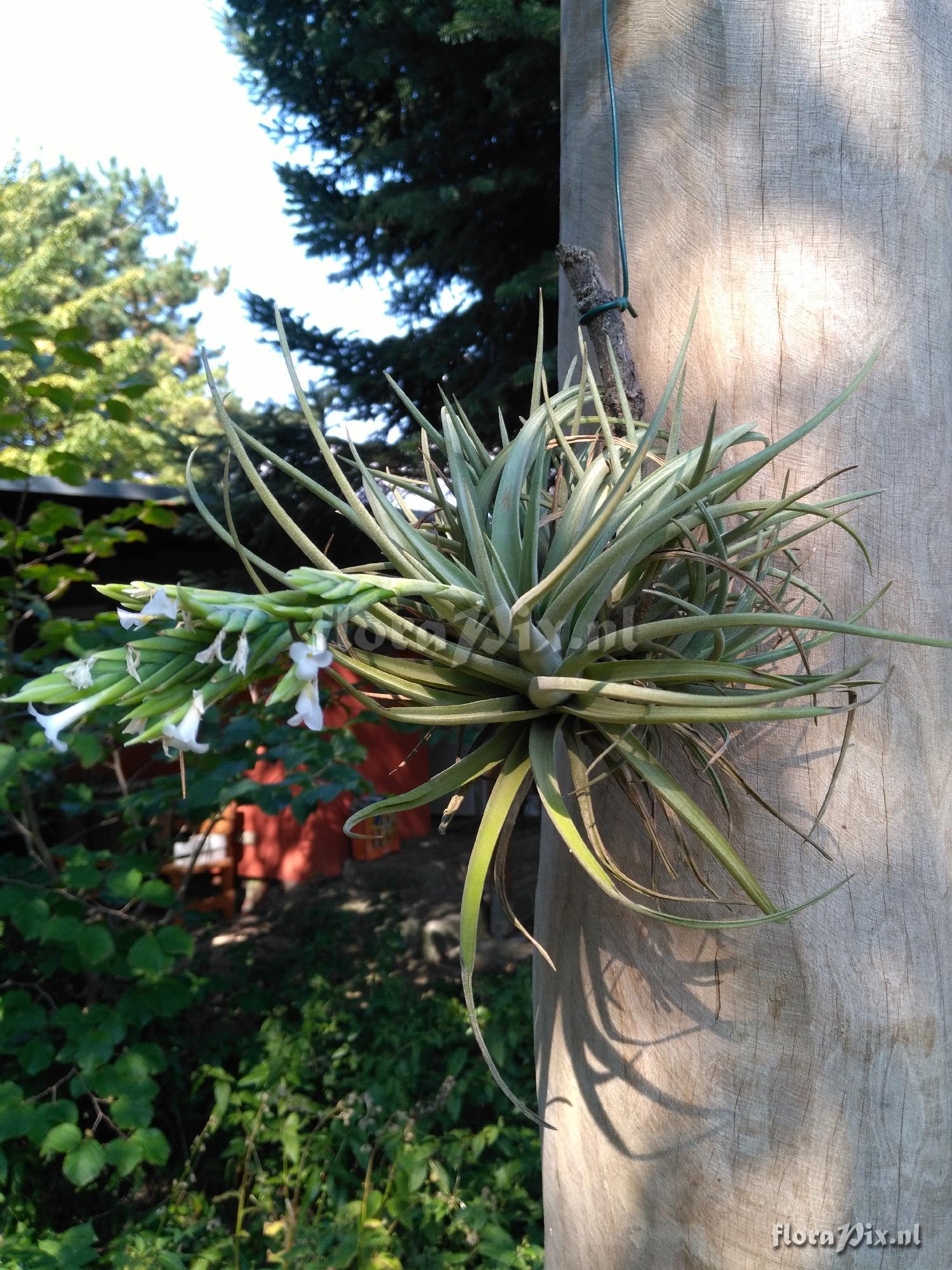 Tillandsia ?