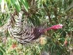 Tillandsia tenuifolia rubra?