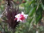 Tillandsia tenuifolia rubra?