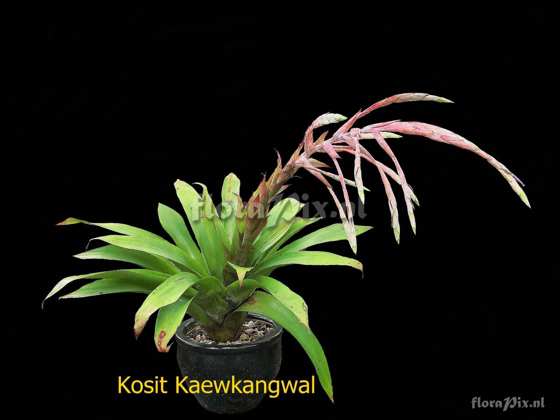 Tillandsia clavigera var. pendula 