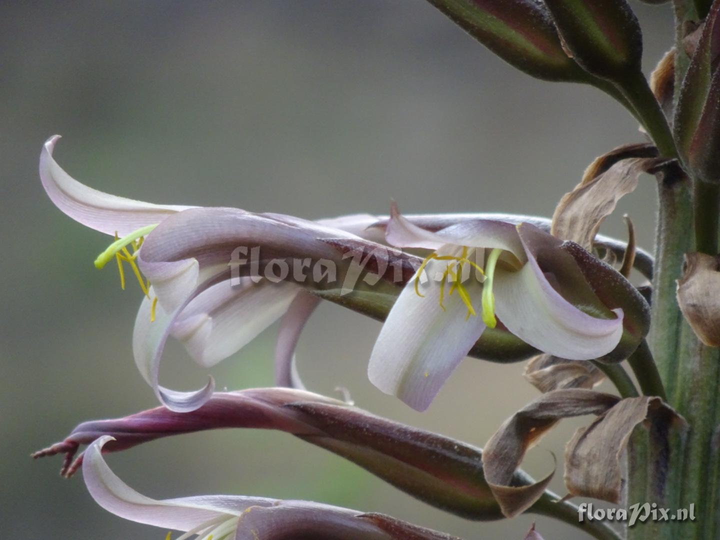 Puya 