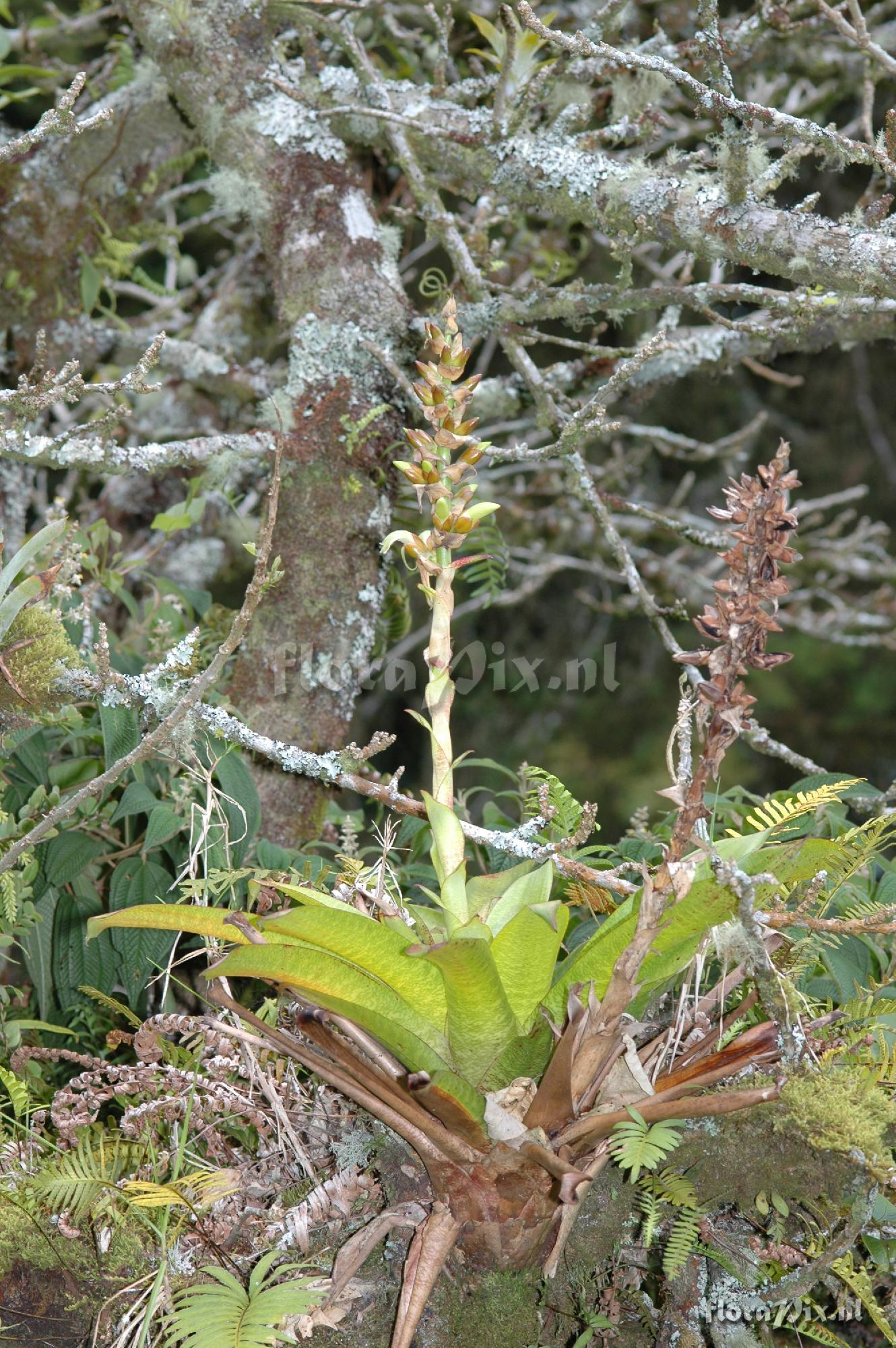 Vriesea nephrolepis