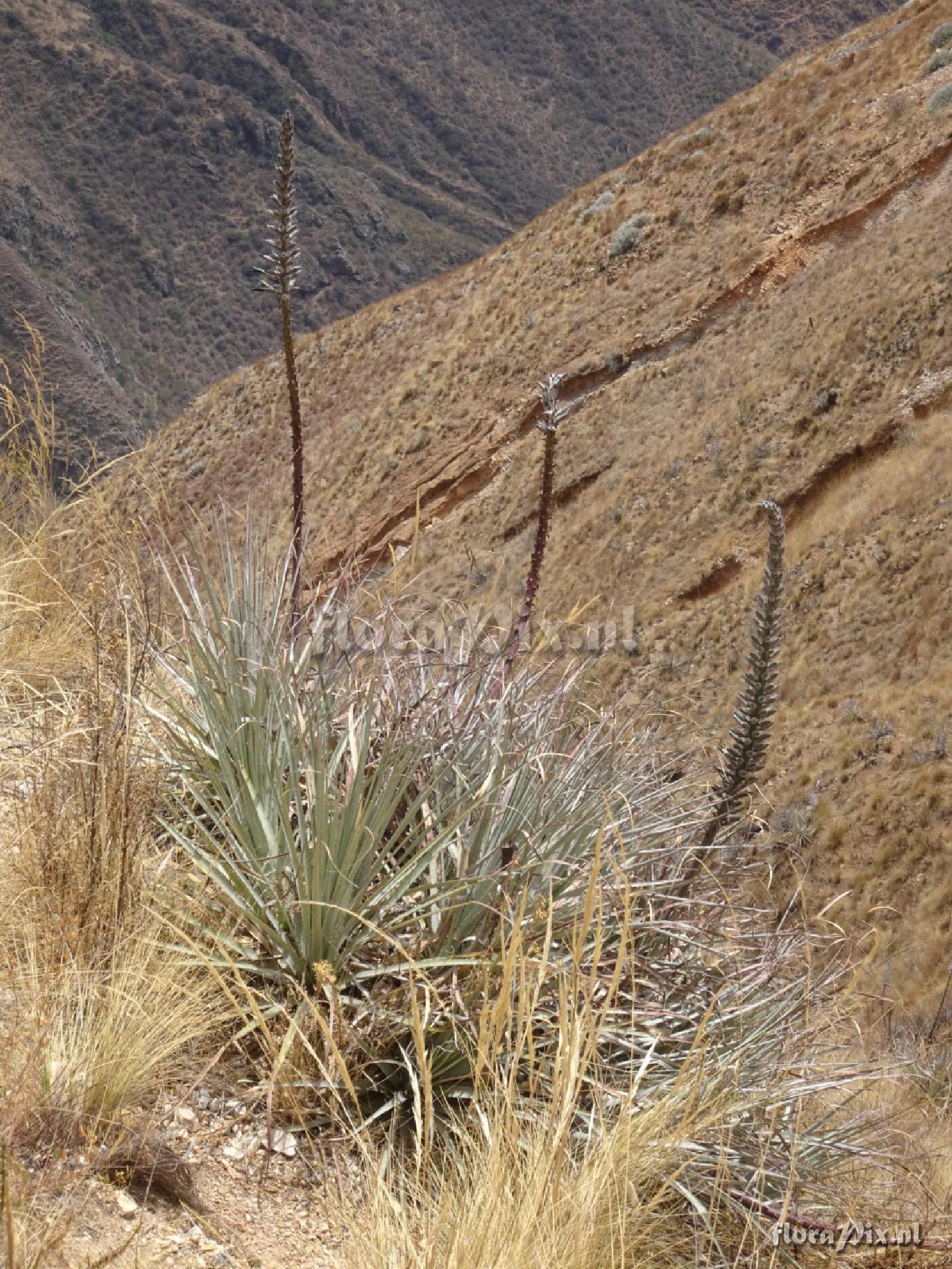 Puya 