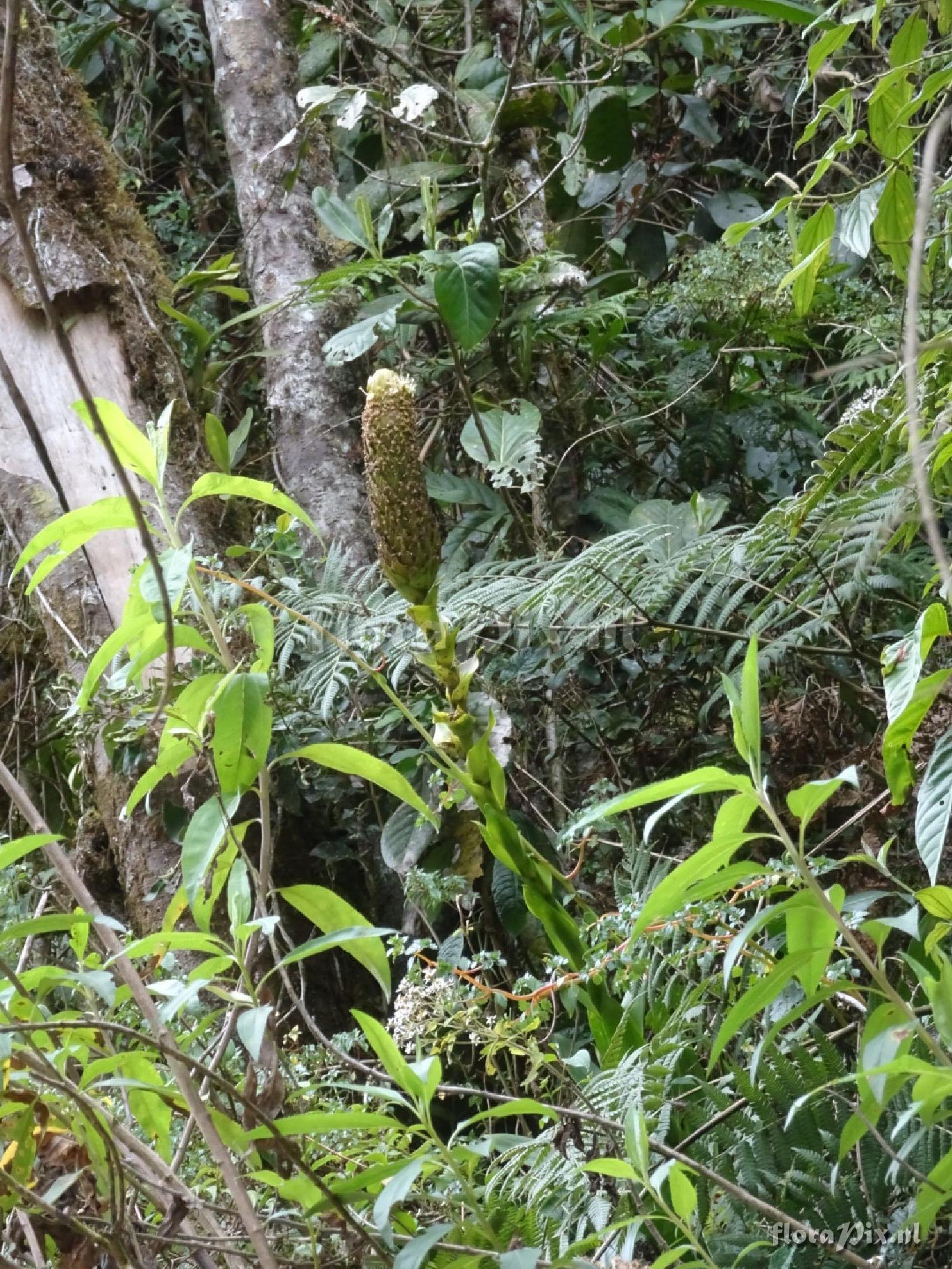 Guzmania aff. farciminiformis