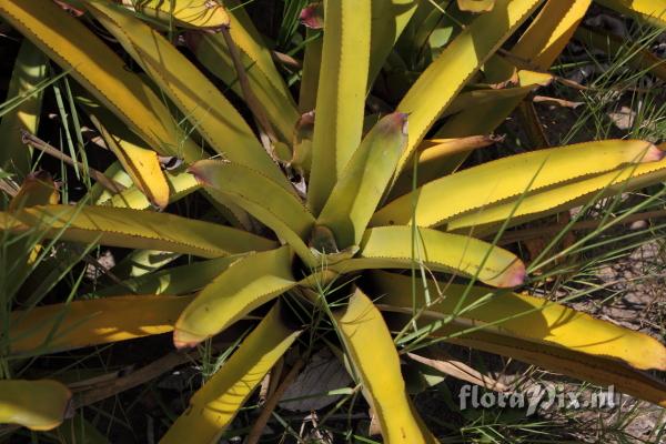 Aechmea callichroma