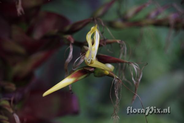 Alcantarea imperialis