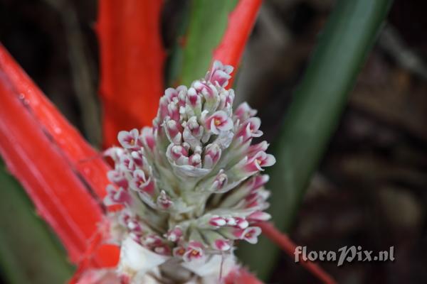 Bromelia balansae