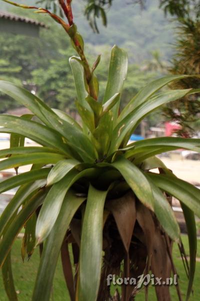 Tillandsia ?