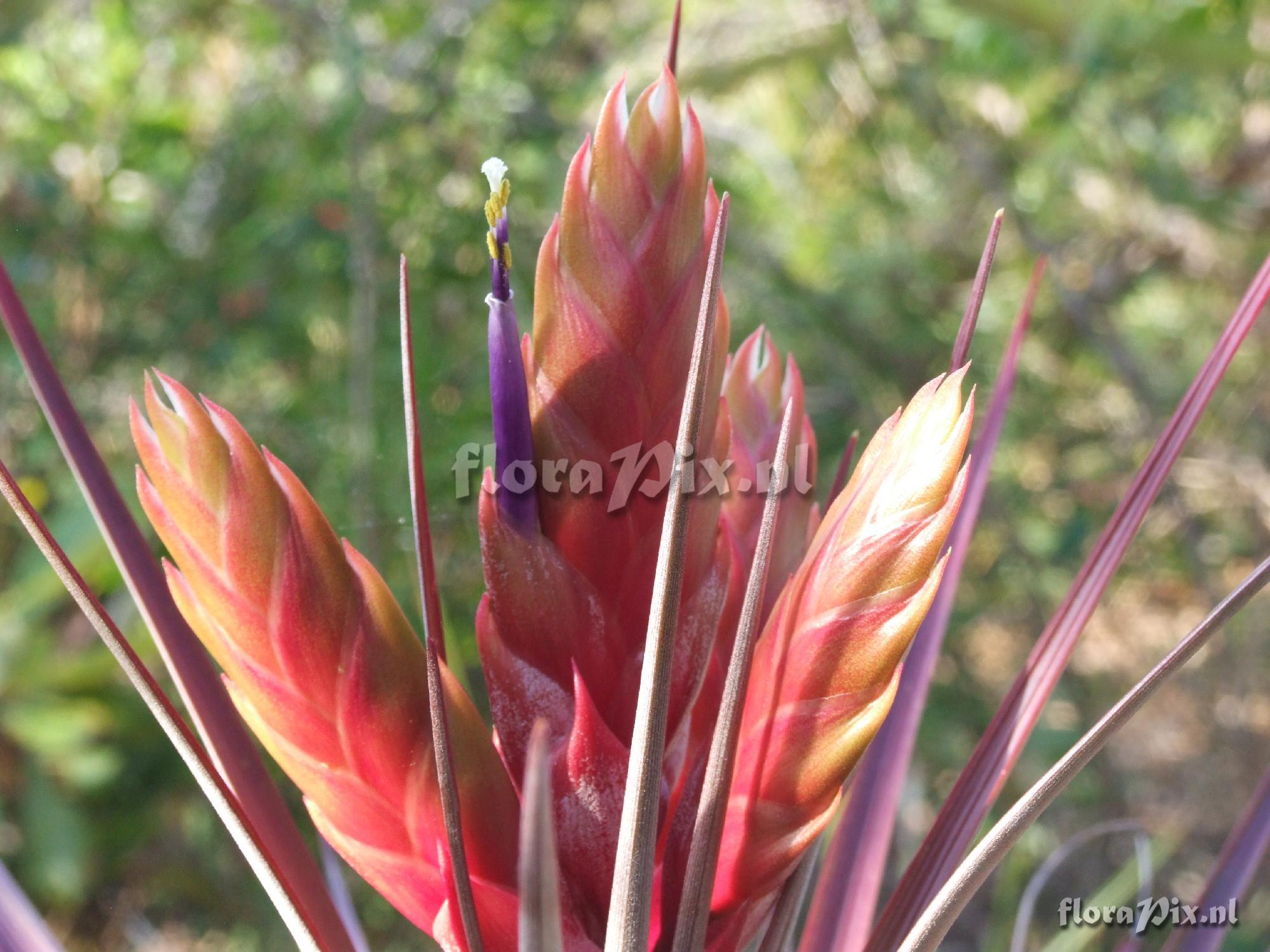 Tillandsia jaliscomonticola