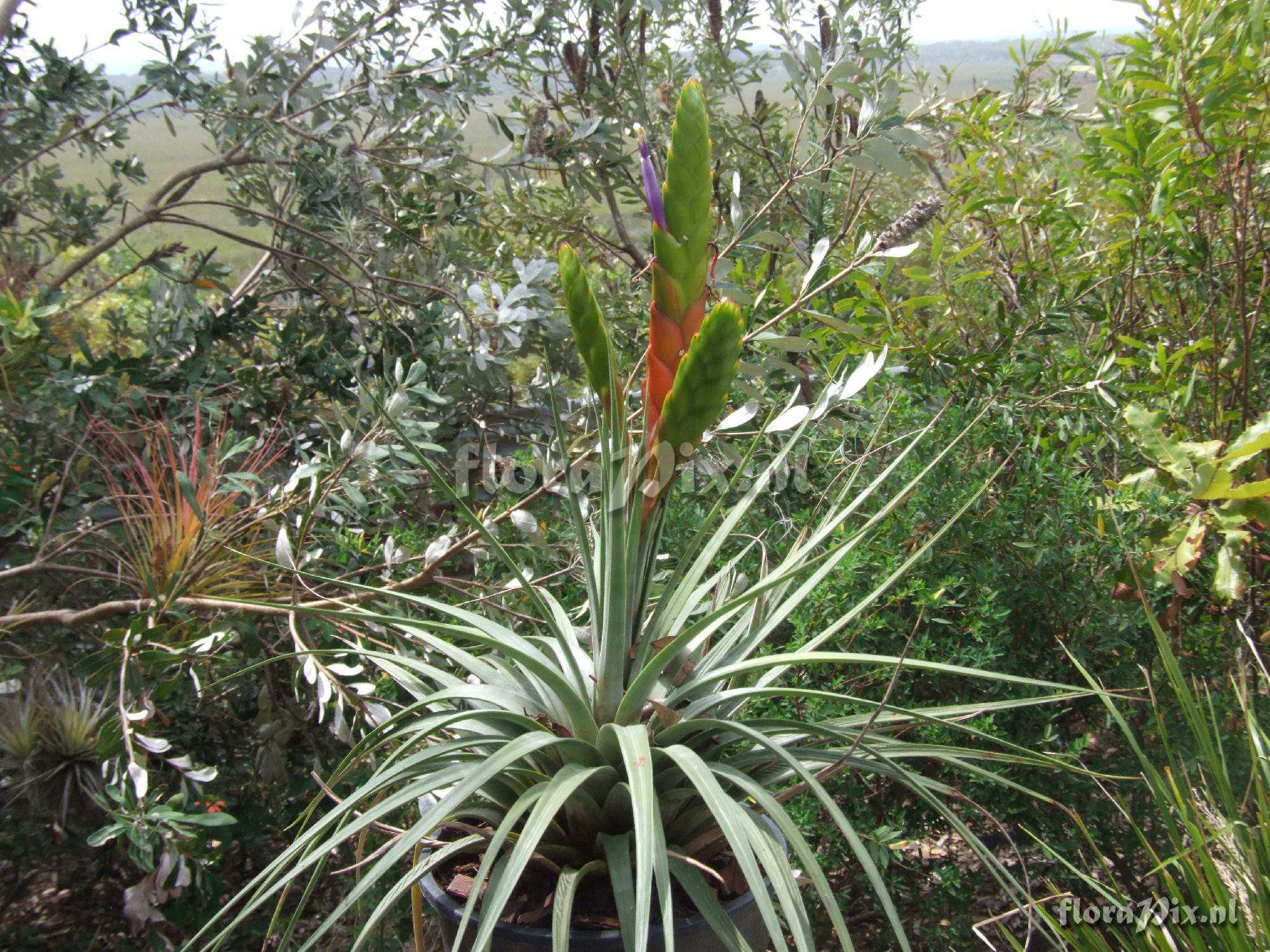 Tillandsia fasciculata 