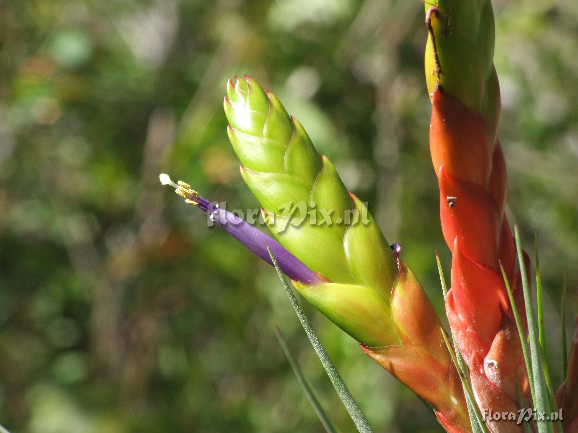 Tillandsia fasciculata 