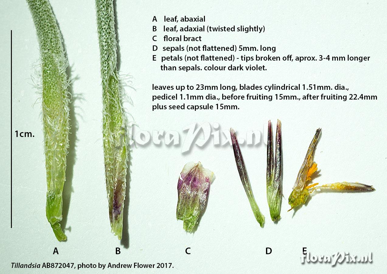 Tillandsia capillaris