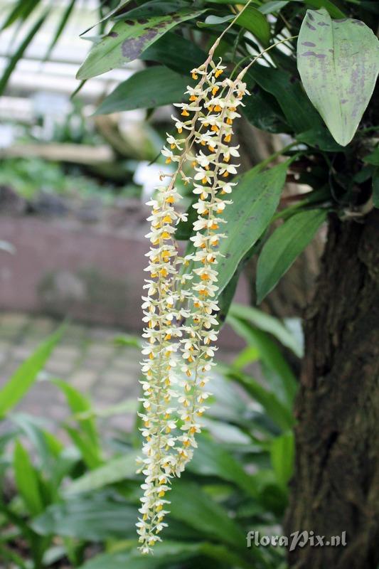 Dendrochilum cobbianum