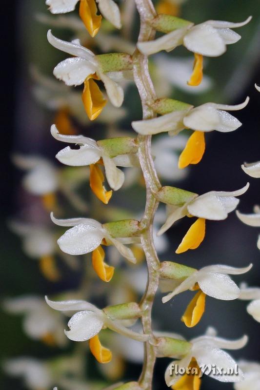 Dendrochilum cobbianum