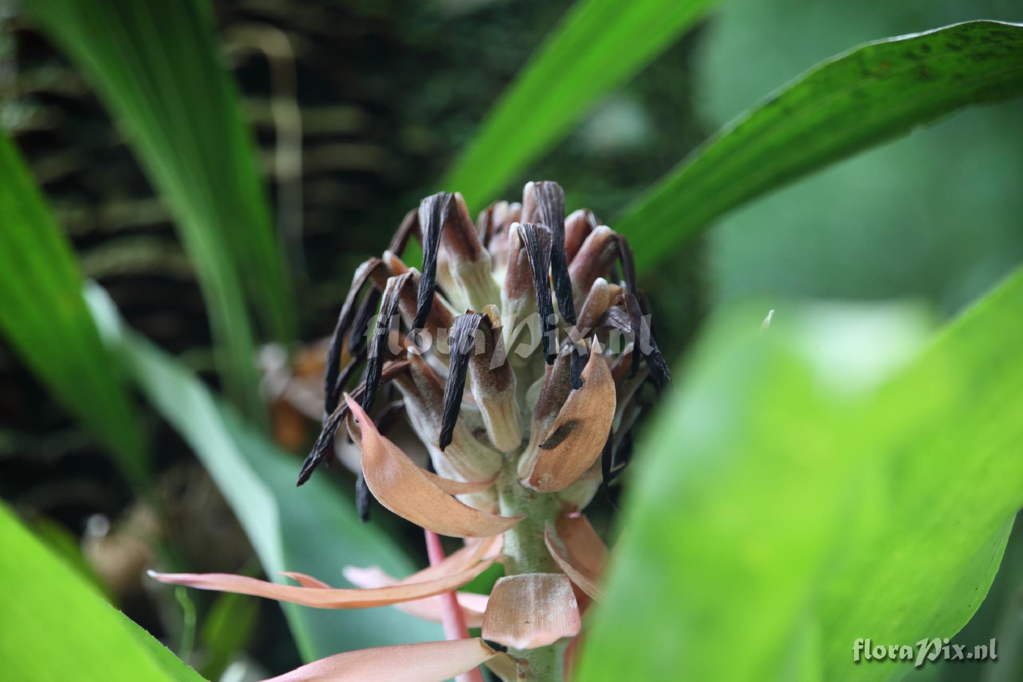 Billbergia pyramidalis