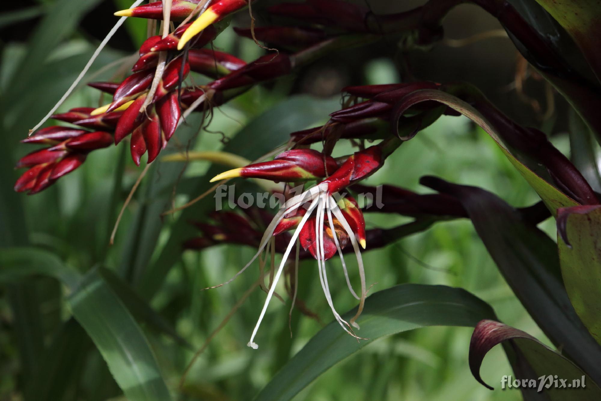 Alcantarea imperialis